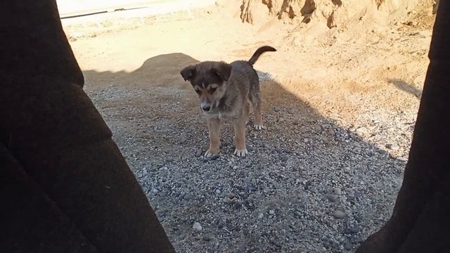 Щенячья милота смотреть онлайн