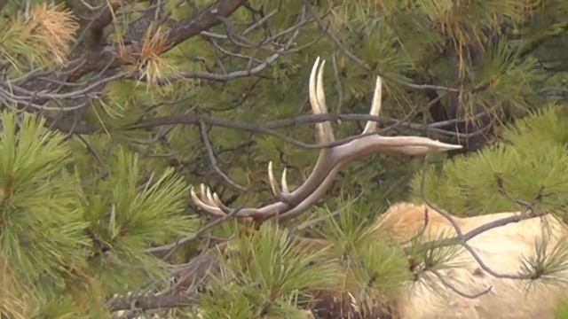 Panasonic HC-V700M Outdoor Video Test - Big Bull Elk Footage смотреть онлайн