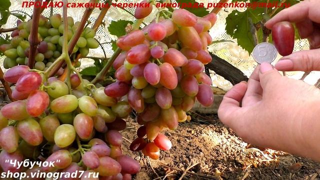 Виноград ПОЛОНЕЗ 50, крупные грозди и ягоды, ранний, вкусен, с плотной мякотью. (Пузенко Наталья) смотреть онлайн