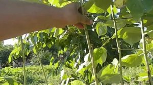 подвязка малины || подвязка малины весной для начинающих Бизнес идеи