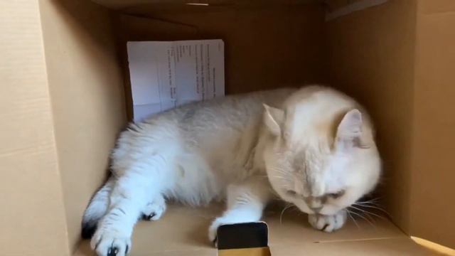 Почему кошки любят коробки? Миша-Сёма Говорящие коты смотреть онлайн