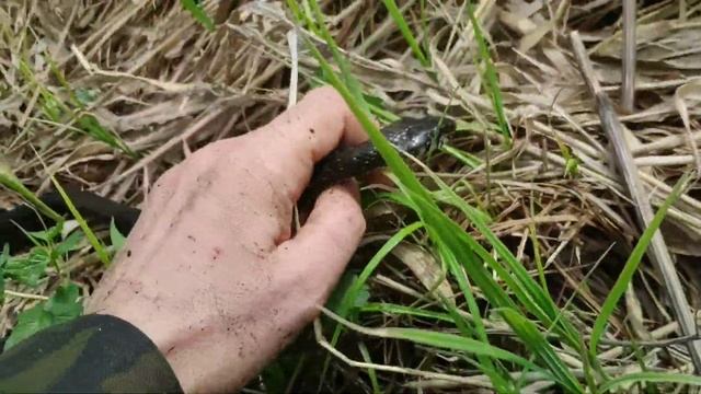 ?Охота на ужа? /как поймать ужа, особенности