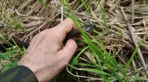 ?Охота на ужа? /как поймать ужа, особенности