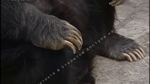 Детям о зоопарке. Первое правило поведения - беречь себя