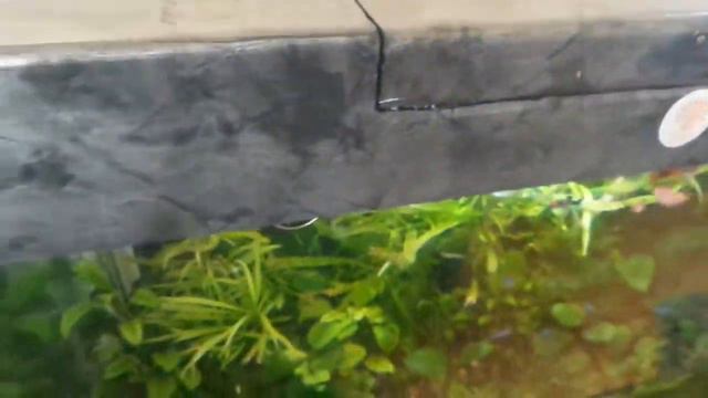 Аквариум своими руками. смотреть онлайн