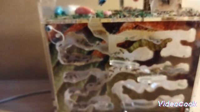 жизнь моих домашних муравьёв смотреть онлайн