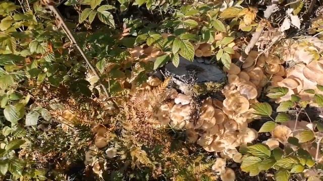 Лес. Грибы. Как их много. Не во что собирать. смотреть онлайн