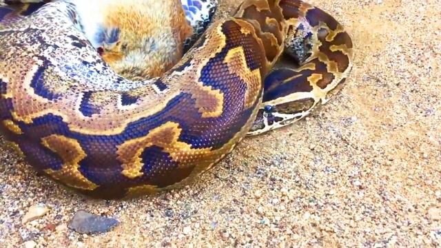 10 Biggest Snakes Ever Discovered смотреть онлайн