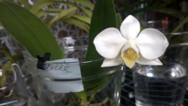 С Рождеством!!! Phalaenopsis Aphrodite