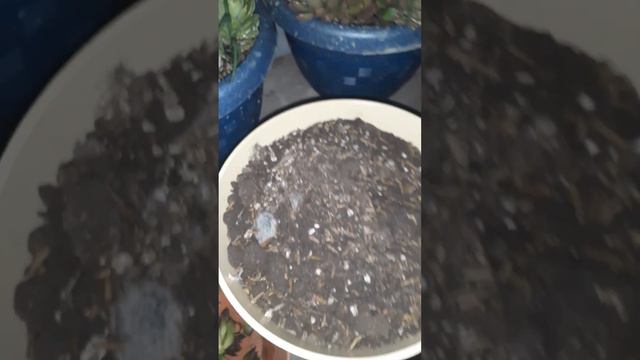 Las Aves atacan de nuevo , plantando las black prince que decapite anteriormente смотреть онлайн