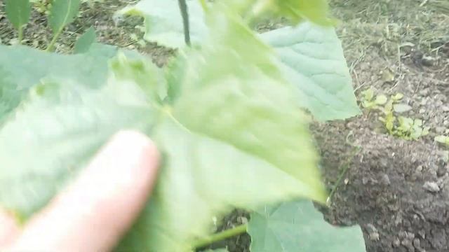 СтройКамера