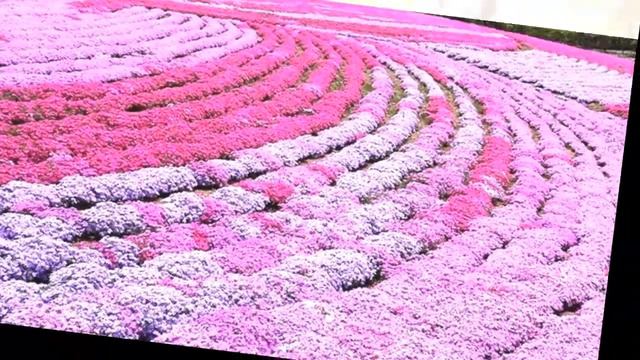 ТРАВЯНАЯ САКУРА смотреть онлайн