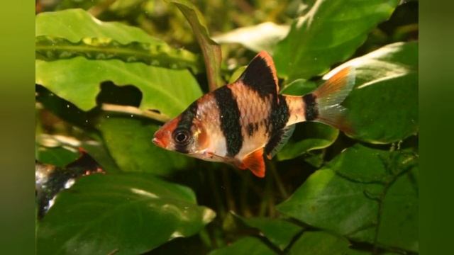 Суматранский барбус . Уход , кормление, разведение.