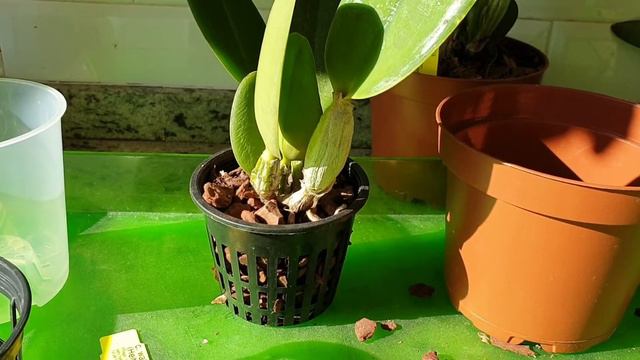 Lucke Brazilian orchid import haul смотреть онлайн