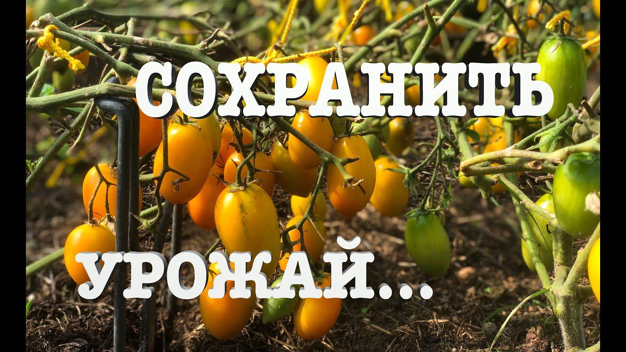 #66. Как сохранить помидоры? [Жизнь на своей земле] смотреть онлайн