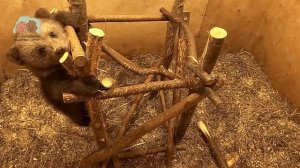 Маленький медведь Нафаня все активнее и активнее осваивает тренажер