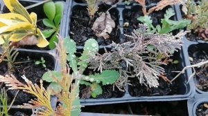 как размножать бересклеты