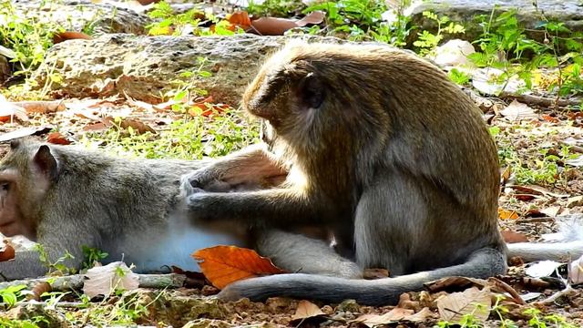 Great !! Monkey Grooming , Two Female Monkeys Come To Change Grooming And Finding Lice For Each Oth