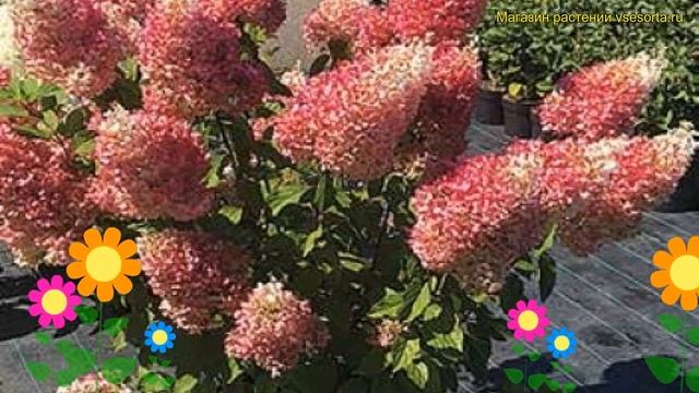 Гортензия метельчатая Строберри Блоссом. Краткий обзор hydrangea paniculata Strawberry Blossom смотреть онлайн