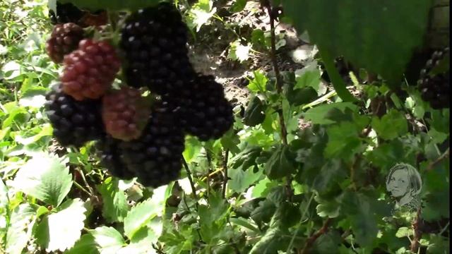 ЕЖЕВИКА. ЧТО НУЖНО ДЛЯ ХОРОШЕГО УРОЖАЯ!? смотреть онлайн