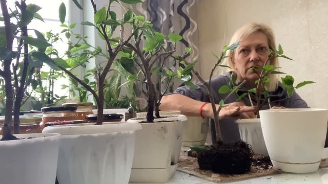 Ещё одно дело с плеч долой. Гибискусы. смотреть онлайн
