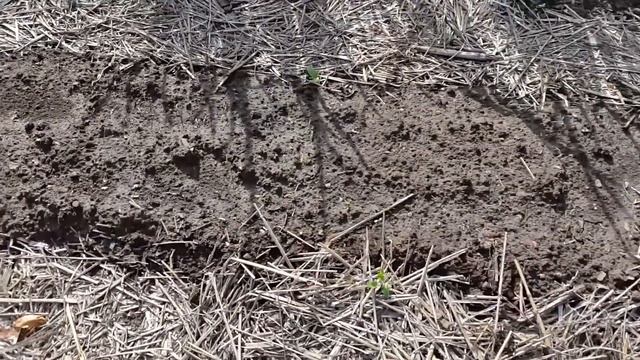 Огород в середине июня. Огород сибирский. Всё растёт. Восточная Сибирь. смотреть онлайн
