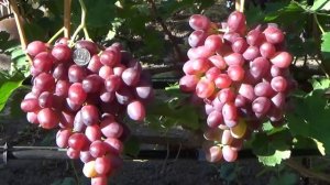 Г. ф. винограда Артек, Дубовский красный и Исполин селекции С. Гусева