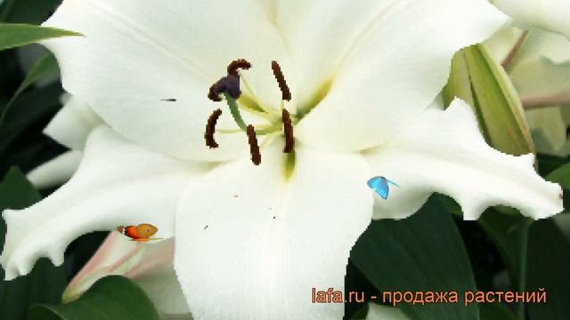 Лилия от-гибрид Вилла Бланка ? обзор: как сажать, луковицы лилии Вилла Бланка