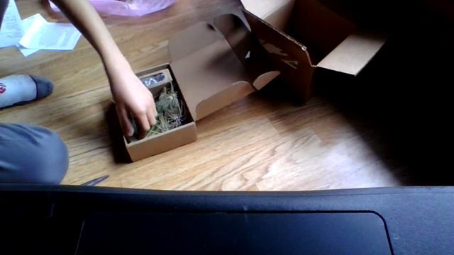 MAJOR Air Plant Unboxing!!!!