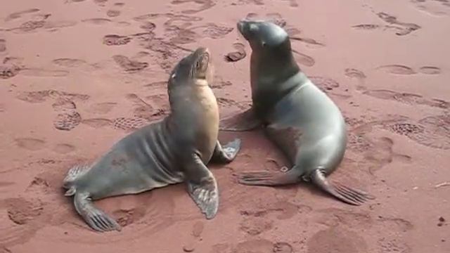 Galapagos 09 red beach seals смотреть онлайн