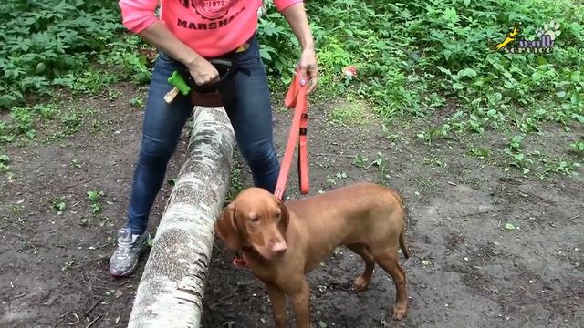 Дрессировка щенка как его воспитание, отказ от принуждения, уход от лишнего стресса в дрессировке смотреть онлайн