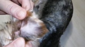 Как подстричь йорка /стрижка йоркширского терьера дома.