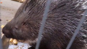 Дикообраз за трапезой. Бахчисарайский парк миниатюр, зоопарк. Крым.