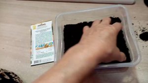 Сею на РАССАДУ Персидскую РОМАШКУ !!!  Королева САДА!!!  2.2.24г