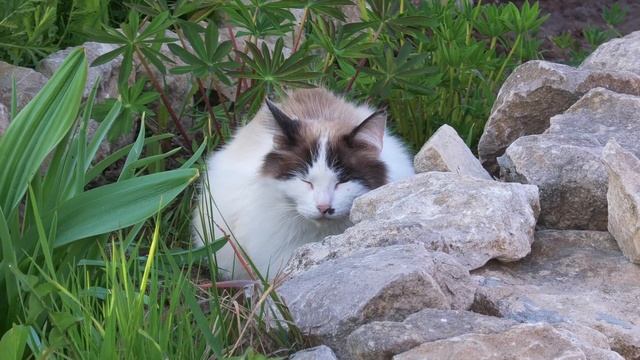 Майские цветы смотреть онлайн