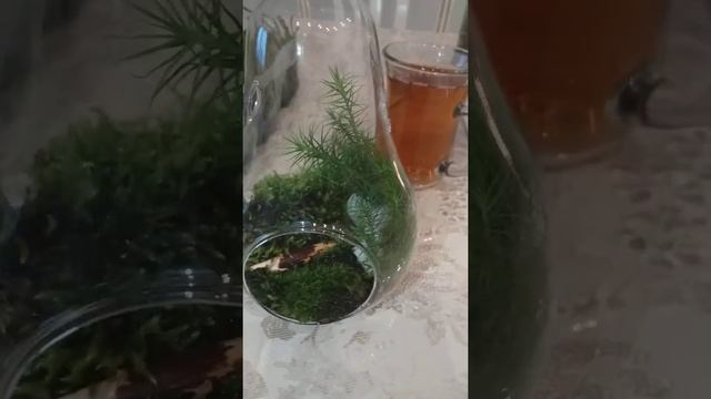 мох сфагнум кукушкин лен мини флорариум смотреть онлайн