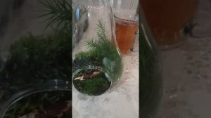 мох сфагнум кукушкин лен мини флорариум