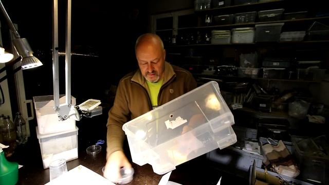 Bombyx mori - preparing eggs for hibernation смотреть онлайн