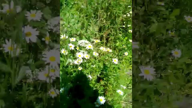 Как перед КОНЦОМ СВЕТА смотреть онлайн