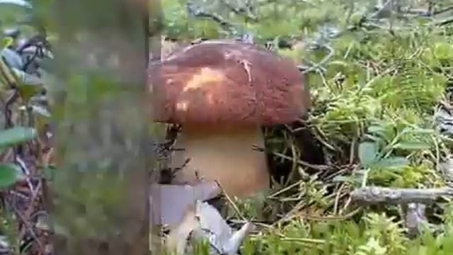Уоян, Уоян flv смотреть онлайн
