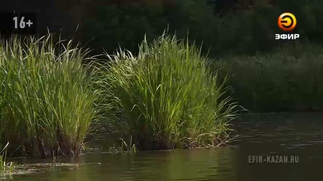 В озере Бело-Безводное, которое находится рядом с Раифским заповедником, погибает рыба смотреть онлайн
