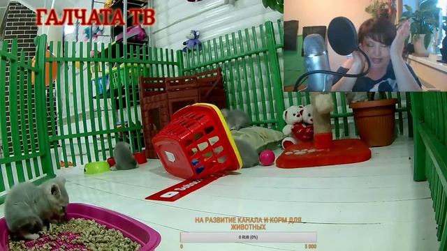 КОТЯТА ИГРАЮТ ОНЛАЙН. СТРИМ с маленьким котенком и Вопрос-ответ смотреть онлайн