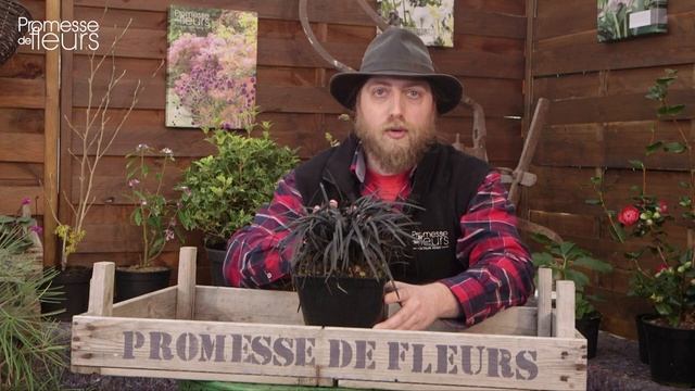 Le coup de cœur d'Olivier : ophiopogon Nigrescens смотреть онлайн