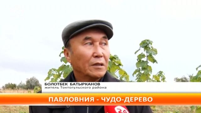 Павловния или Адамово дерево, родом из Китая теперь и в Токтогульском районе смотреть онлайн