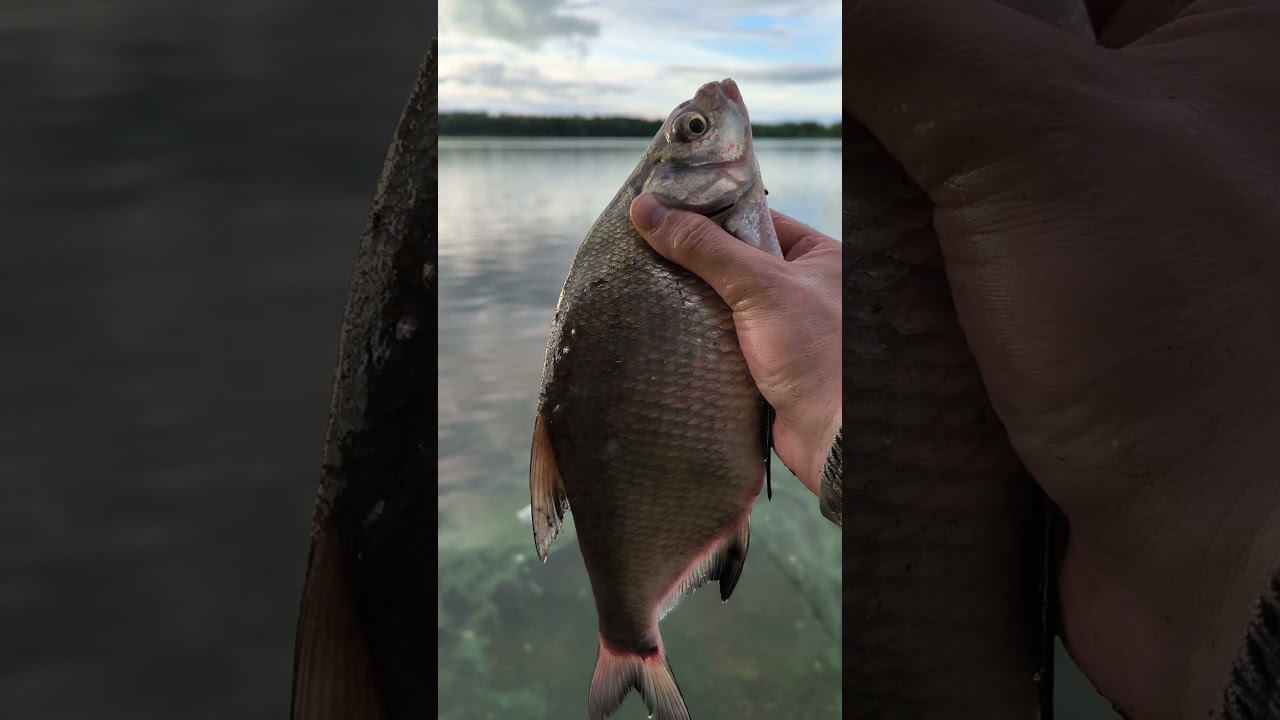 Лещ на фидер. Рыбалка на Волге. #рыбалка #shortvideo #fishing смотреть онлайн