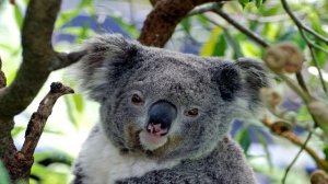 ИНТЕРЕСНЫЕ ФАКТЫ ПРО КОАЛУ