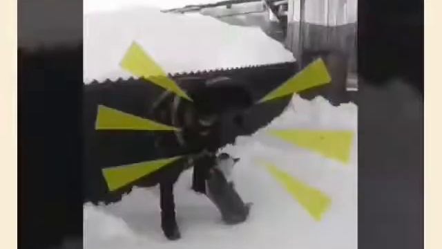 Собака друг человека! Этого неусидчего малыша мы нашли в лесу, вот спустя пол года. У нас любовь! смотреть онлайн