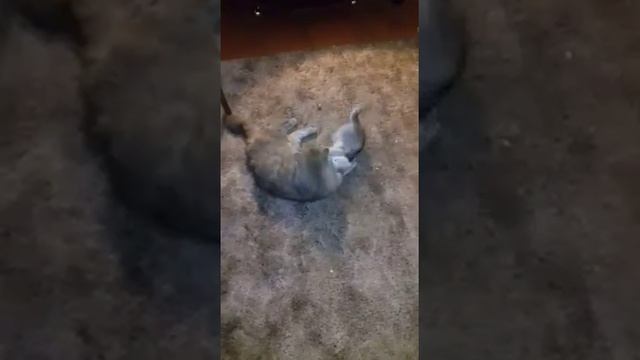 Гулять не отпускают. смотреть онлайн