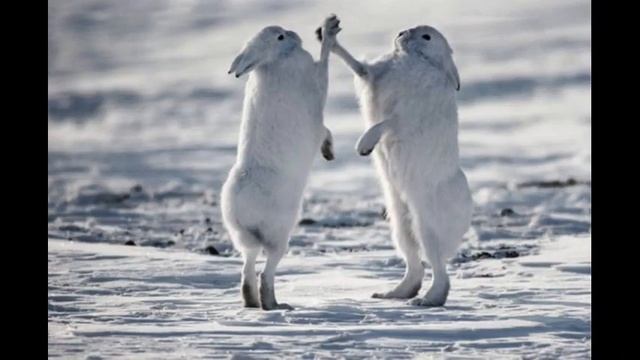 Заяц беляк дерзкое животное краткий обзор описание охота смотреть онлайн