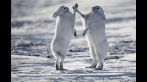 Заяц беляк дерзкое животное краткий обзор описание охота